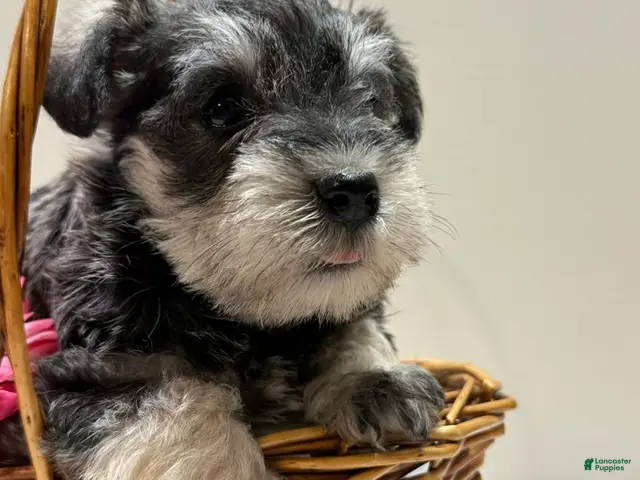 Miniature Schnauzer dogs Sheba Miniature Schnauzer - Ad 1