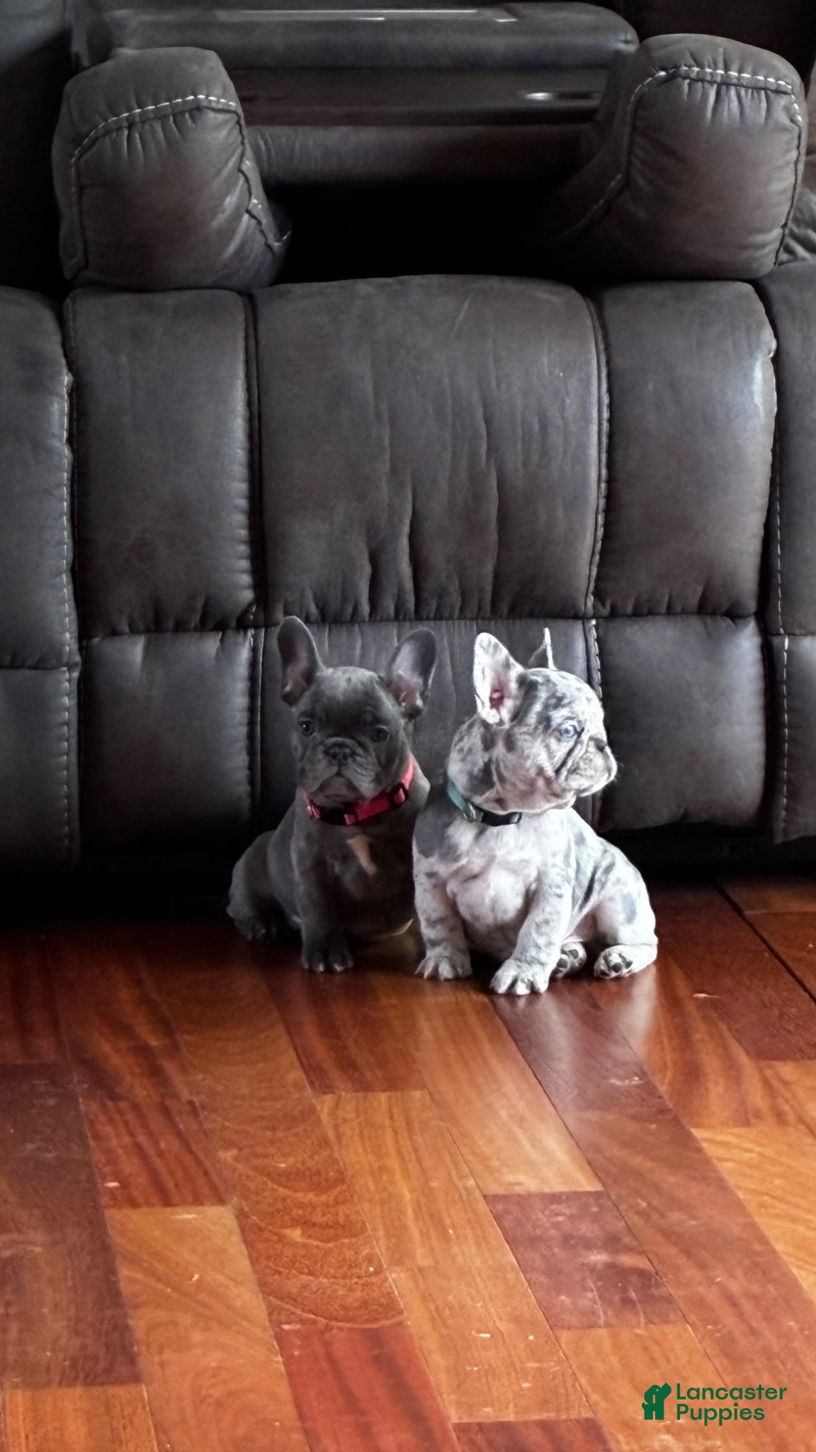 French Bulldog dogs French Bulldog Puppy 1 - Ad 26