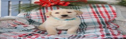 Labrador Retriever dogs for sale: Silas - Ad 1