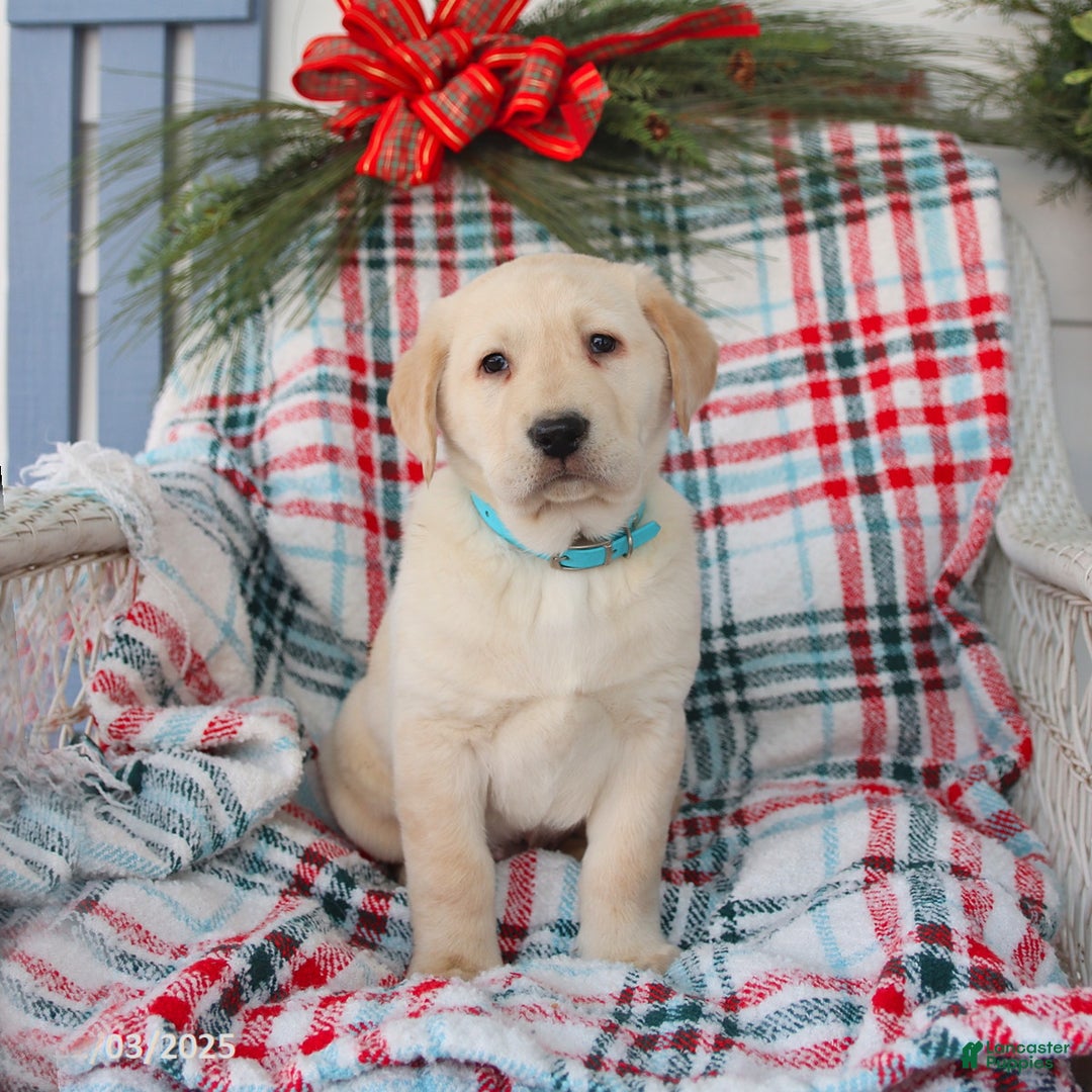 Labrador Retriever dogs for sale: Silas - Ad 1