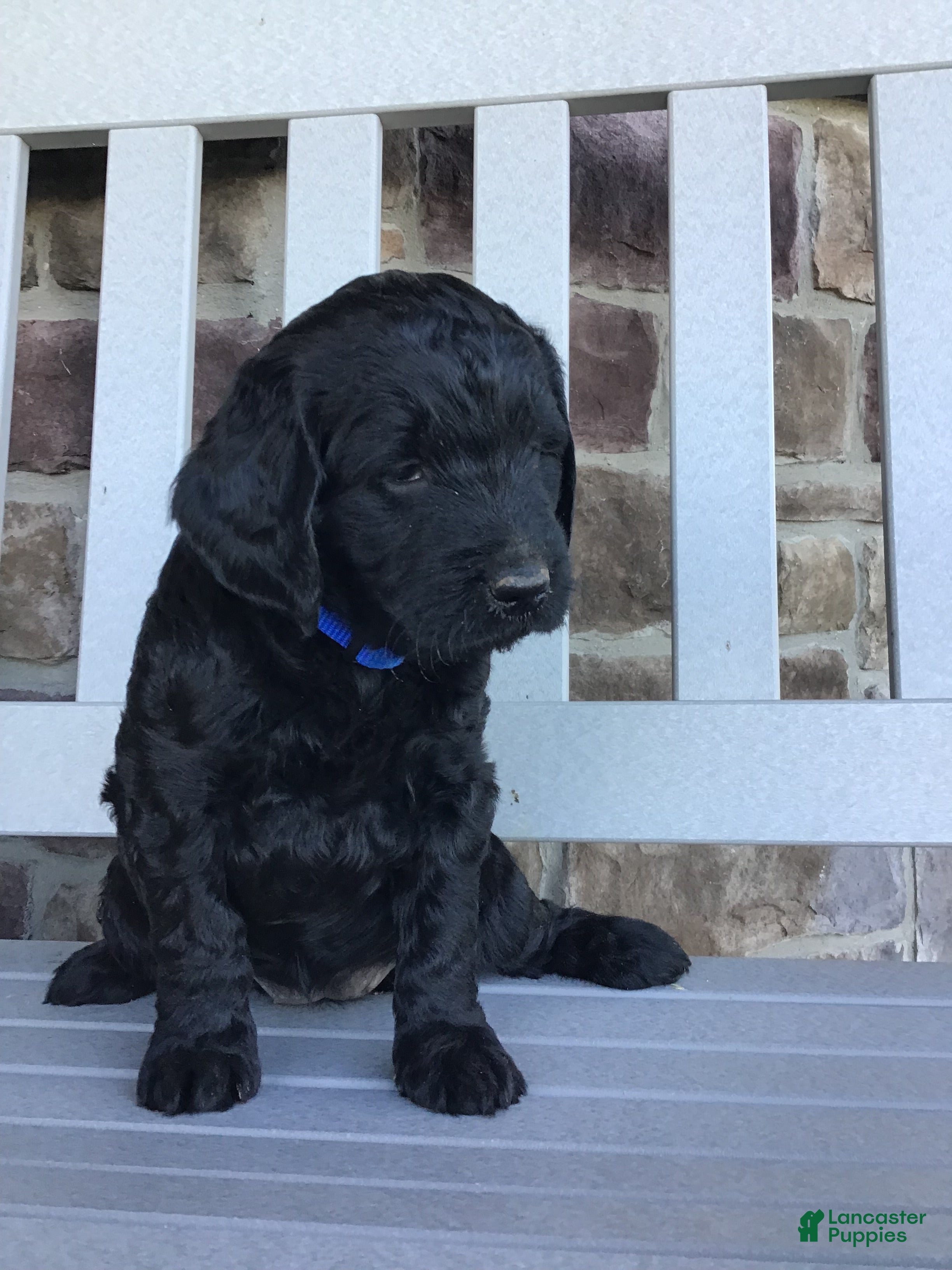 Goldendoodle dogs Dazzler - Ad 1