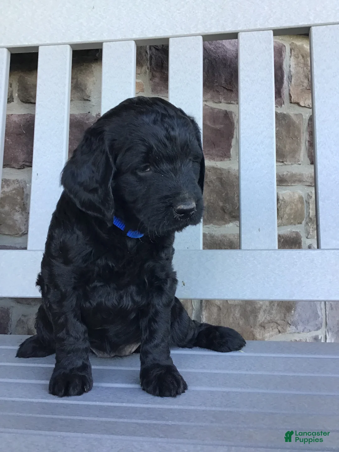 Goldendoodle dogs for sale: Dazzler - Ad 1