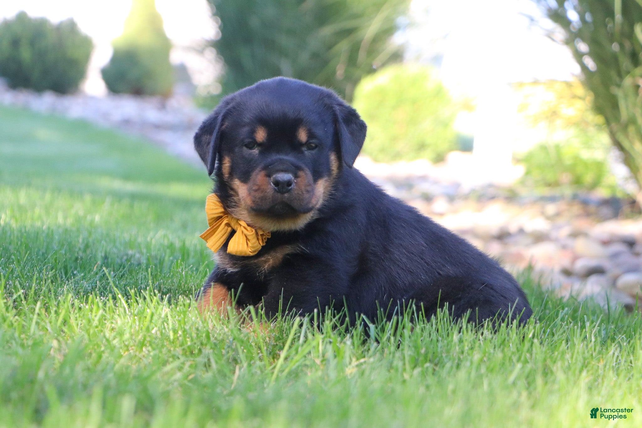 Rottweiler dogs Ryder - Ad 1