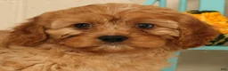 Cavapoo dogs for sale: Amber - Ad 9
