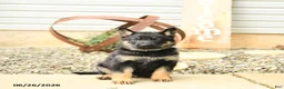 German Shepherd dogs for sale: Lance  - Ad 5