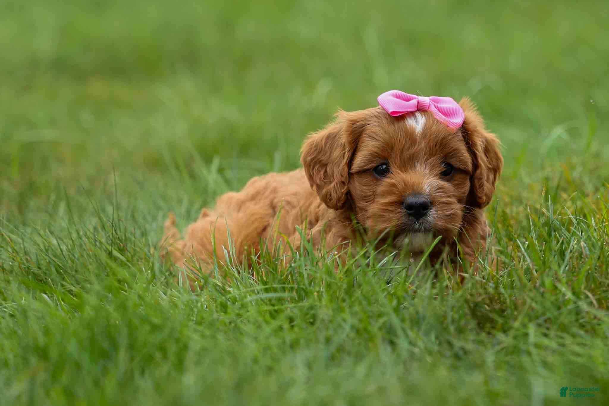 Cavapoo dogs Mia Rose🎀 - Ad 2