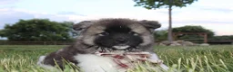 Akita dogs for sale: AKC Riley - Ad 12