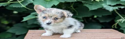 Welsh Corgi Pembroke dogs for sale: Jill - Ad 5