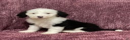 Sheepadoodle dogs for sale: Kenzie - Ad 3