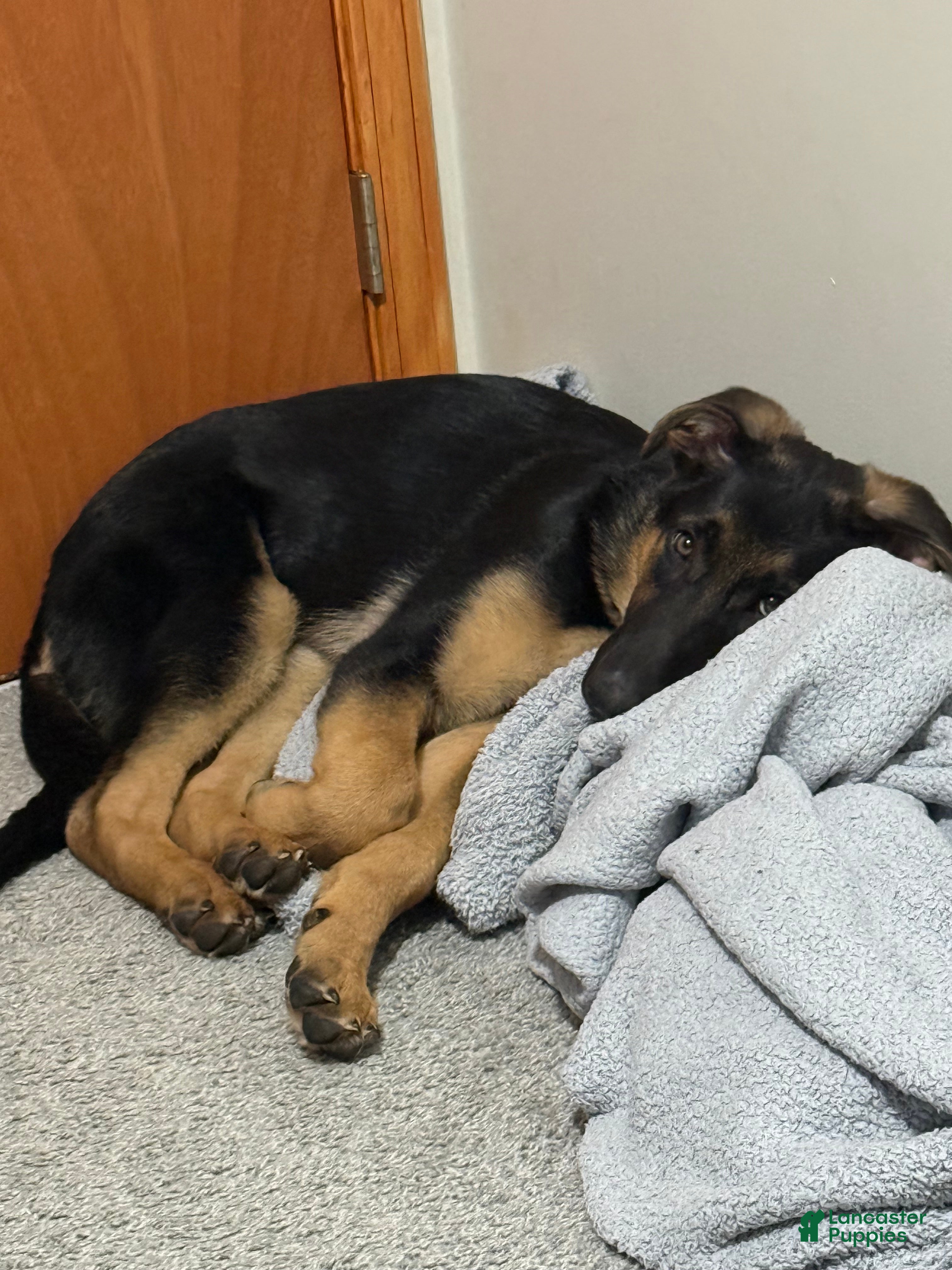 German Shepherd dogs Duke - Ad 11