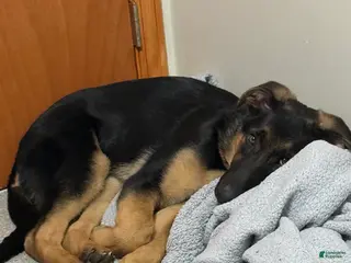 German Shepherd dogs Duke - Ad 11