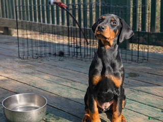 Doberman Pinscher dogs Doberman Pinscher Puppy 9 - Ad 23