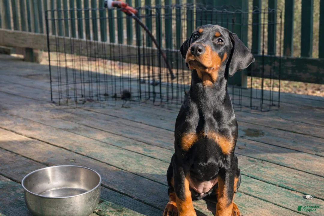 Doberman Pinscher dogs for sale: Doberman Pinscher Puppy 9 - Ad 1