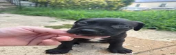 American Bully dogs for sale: Queen  - Ad 7