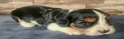 Cavalier King Charles Spaniel dogs for sale: #1 Male (Lori's) - Ad 2