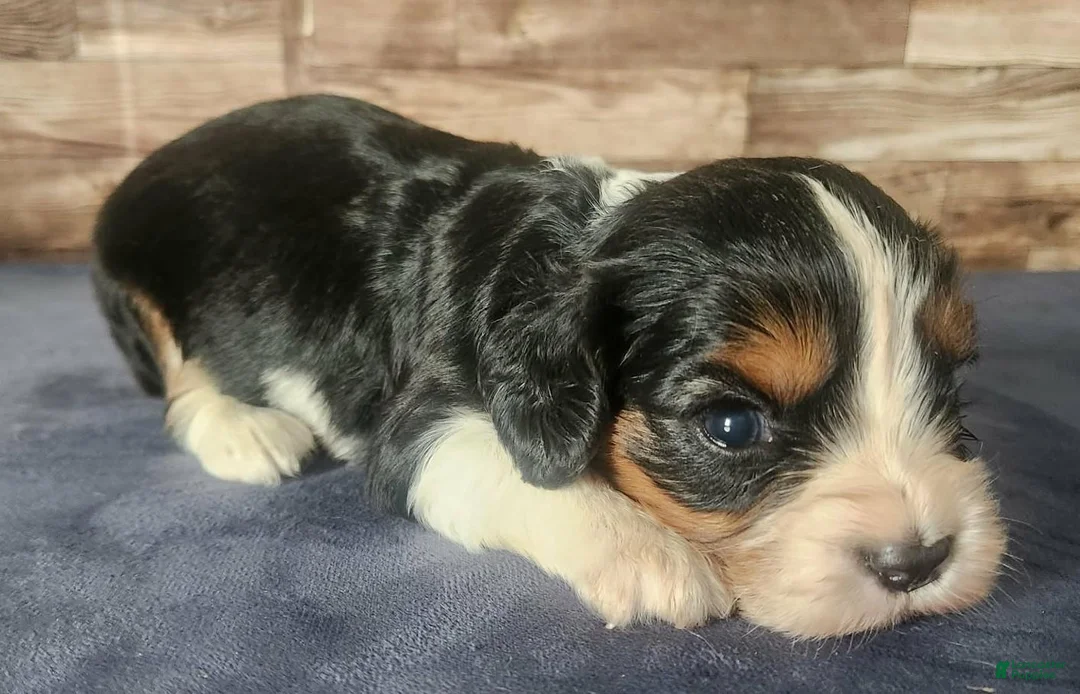 Cavalier King Charles Spaniel dogs for sale: #1 Male (Lori's) - Ad 2