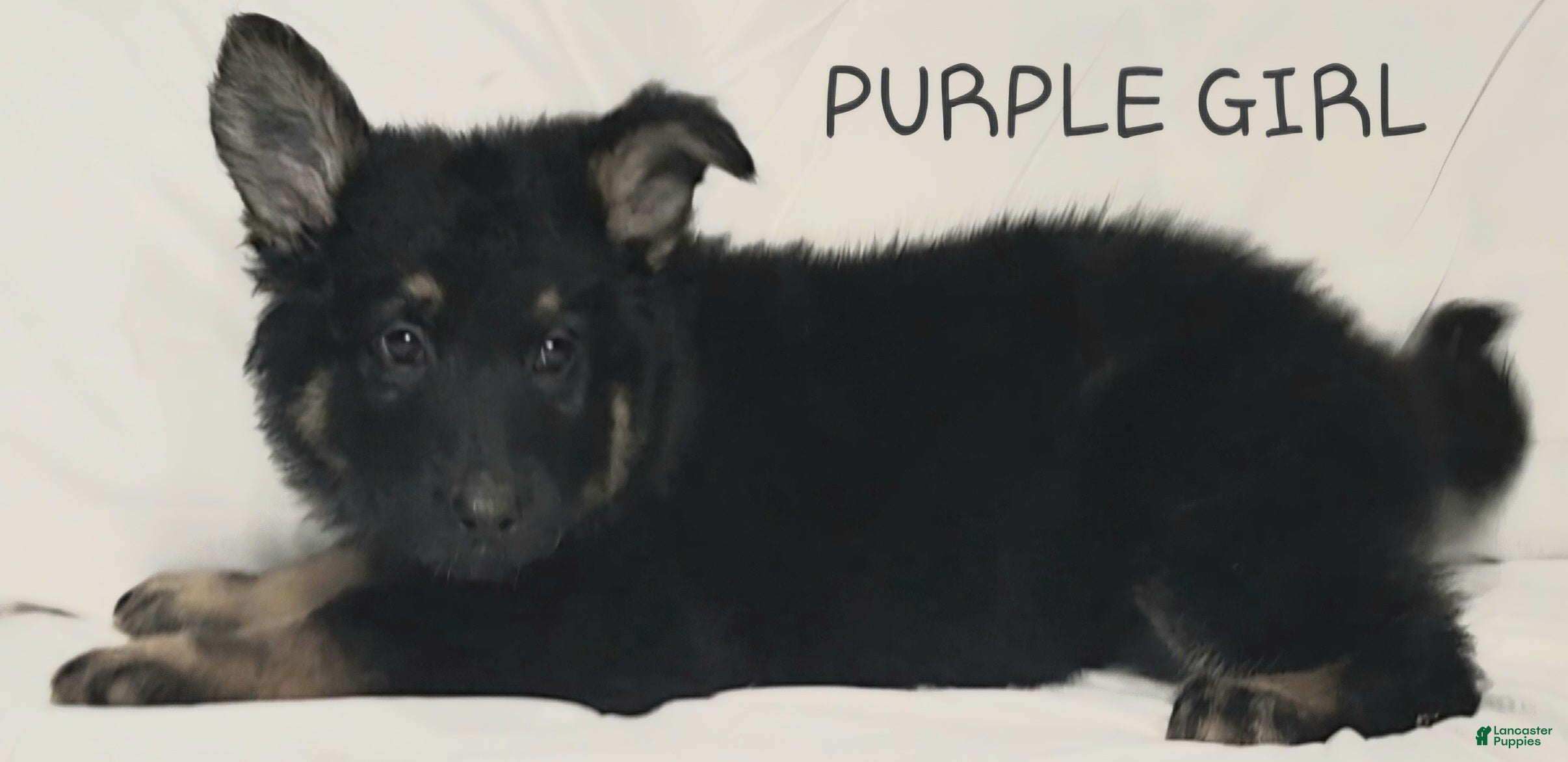 German Shepherd dogs for sale: Purple Girl - Ad 3