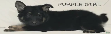 Purple Girl