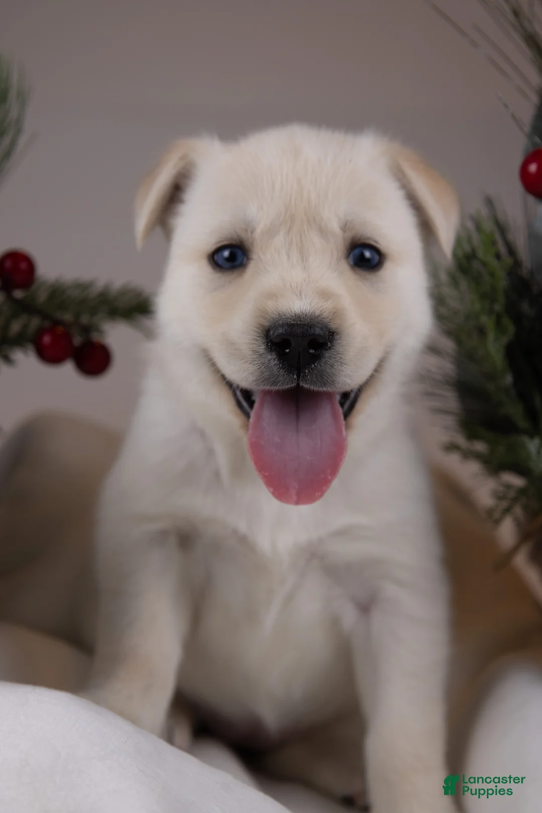 Goberian dogs for sale: Holly - Ad 6