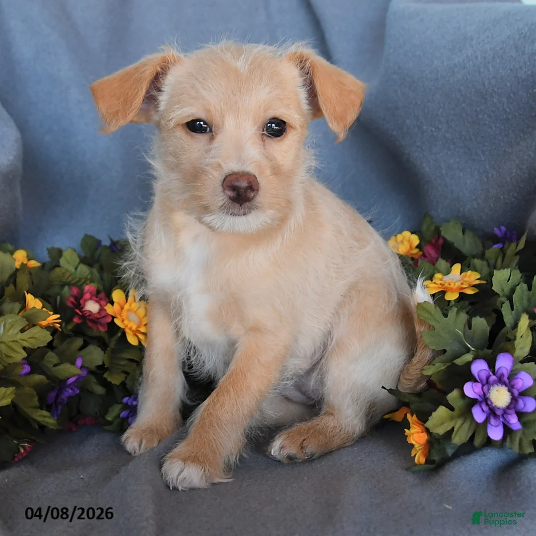 Pomapoo dogs for sale: Bertha - Ad 3