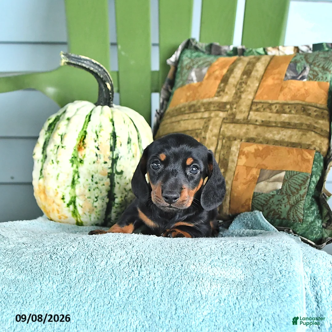 Miniature Dachshund dogs for sale: Jace - Ad 2