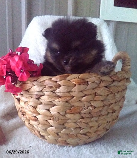 Pomeranian dogs for sale: Cocoa - Ad 2