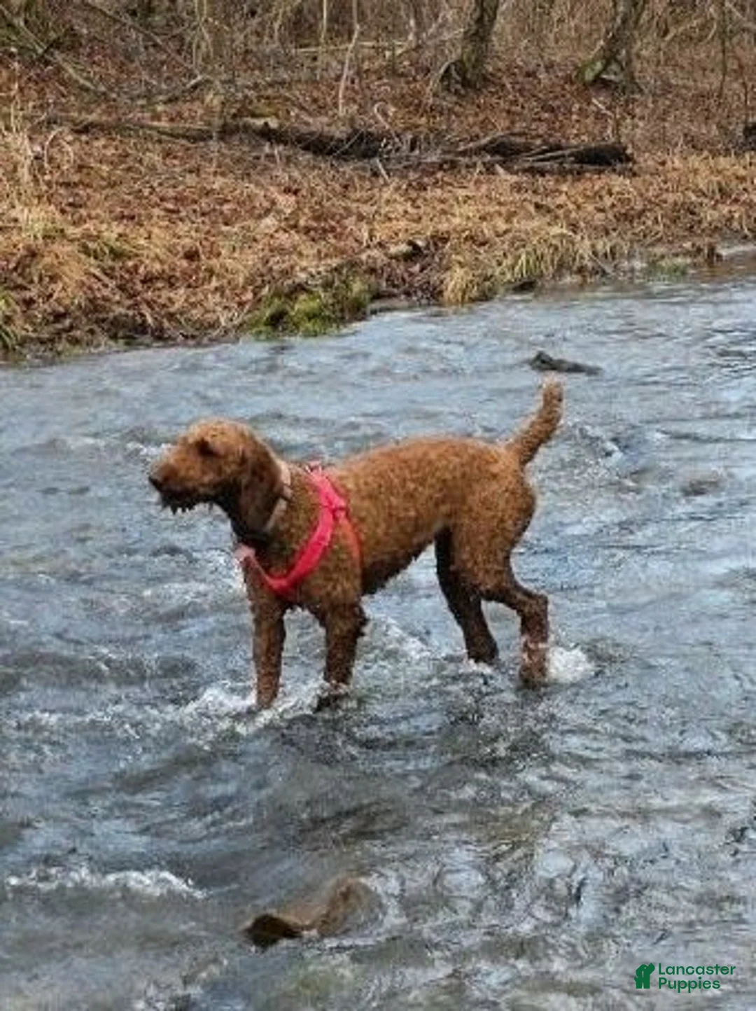 Aussiedoodle dogs for sale: Aussiedoodle 1 - Ad 2