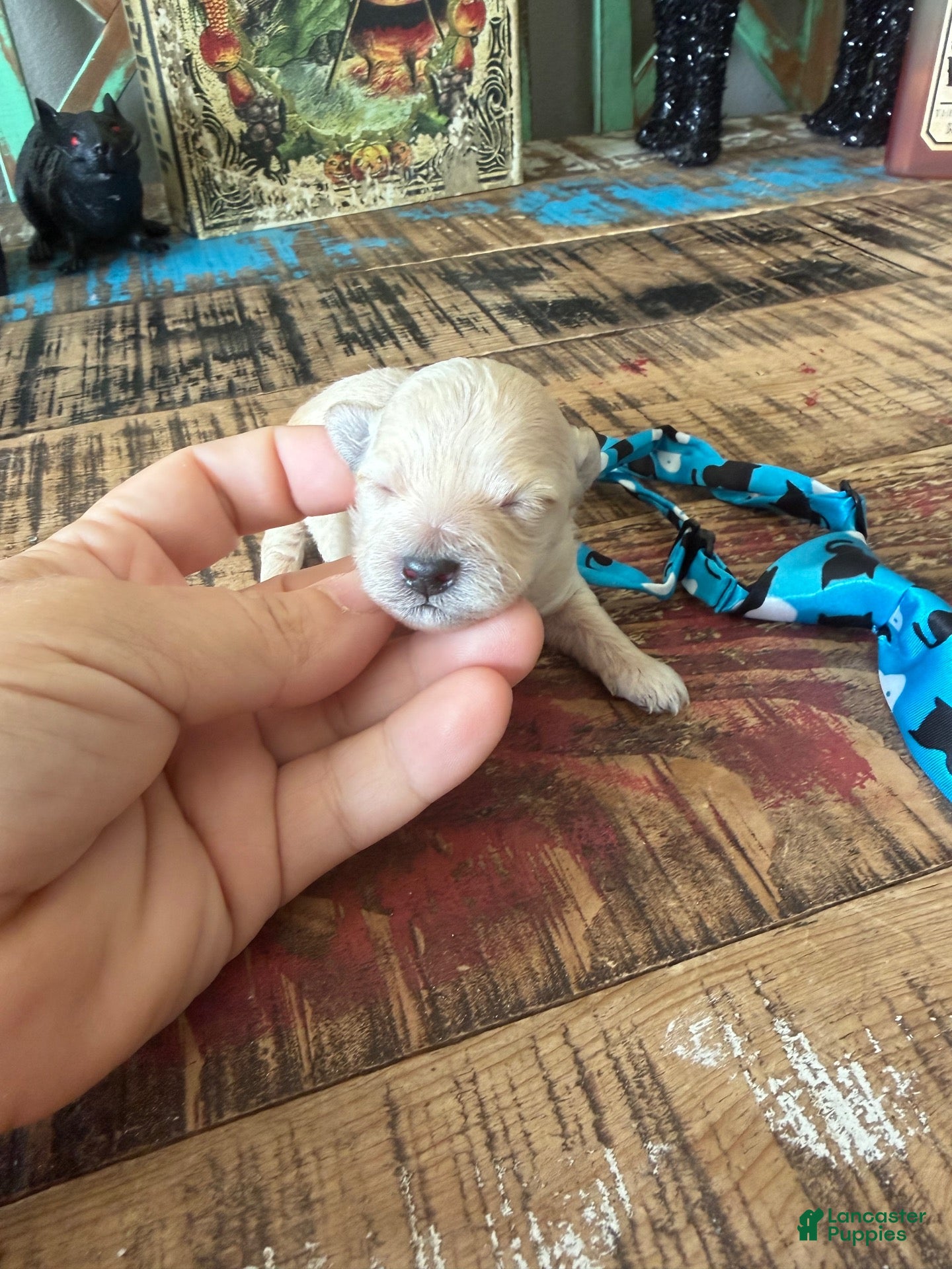 Maltipoo dogs for sale: Cali’s Boy! Blue Tie - Ad 9
