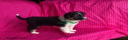 Mixed Breed dogs for sale: George - Ad 4