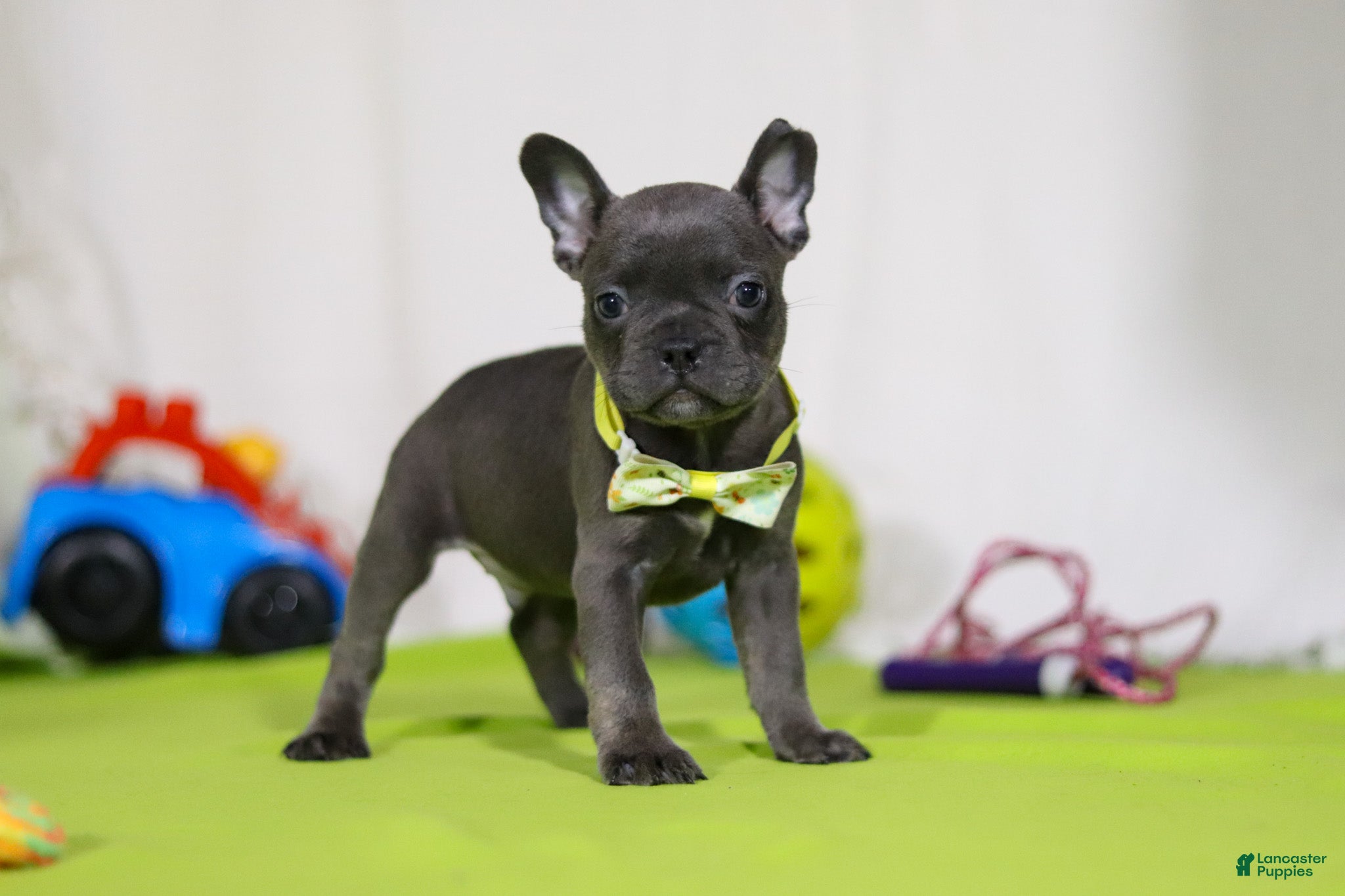 Mixed Breed dogs Arthur - Ad 38