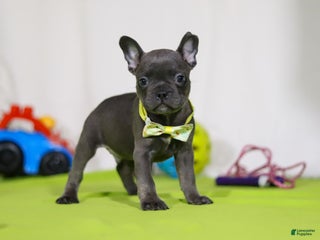 Mixed Breed dogs Arthur - Ad 33