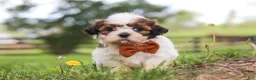 Shih Tzu dogs for sale: Oliver - Ad 4