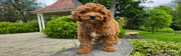 Cavapoo dogs for sale: Harvey - Ad 10