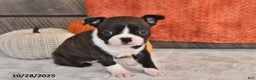 Boston Terrier dogs for sale: Flicka - Ad 9