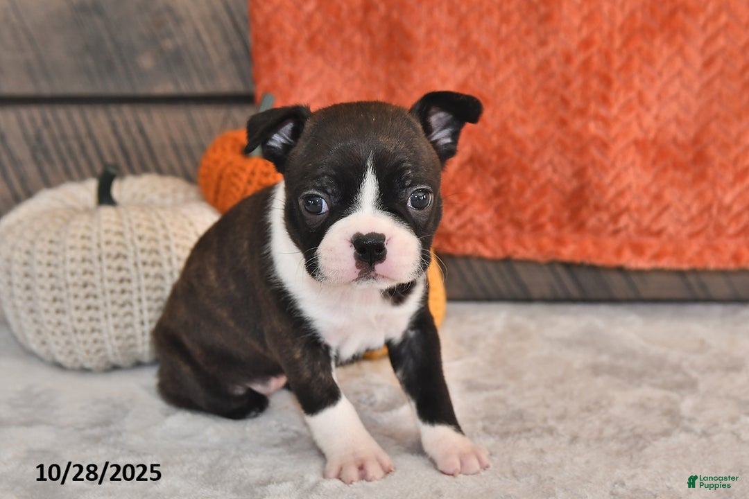 Boston Terrier dogs for sale: Flicka - Ad 9