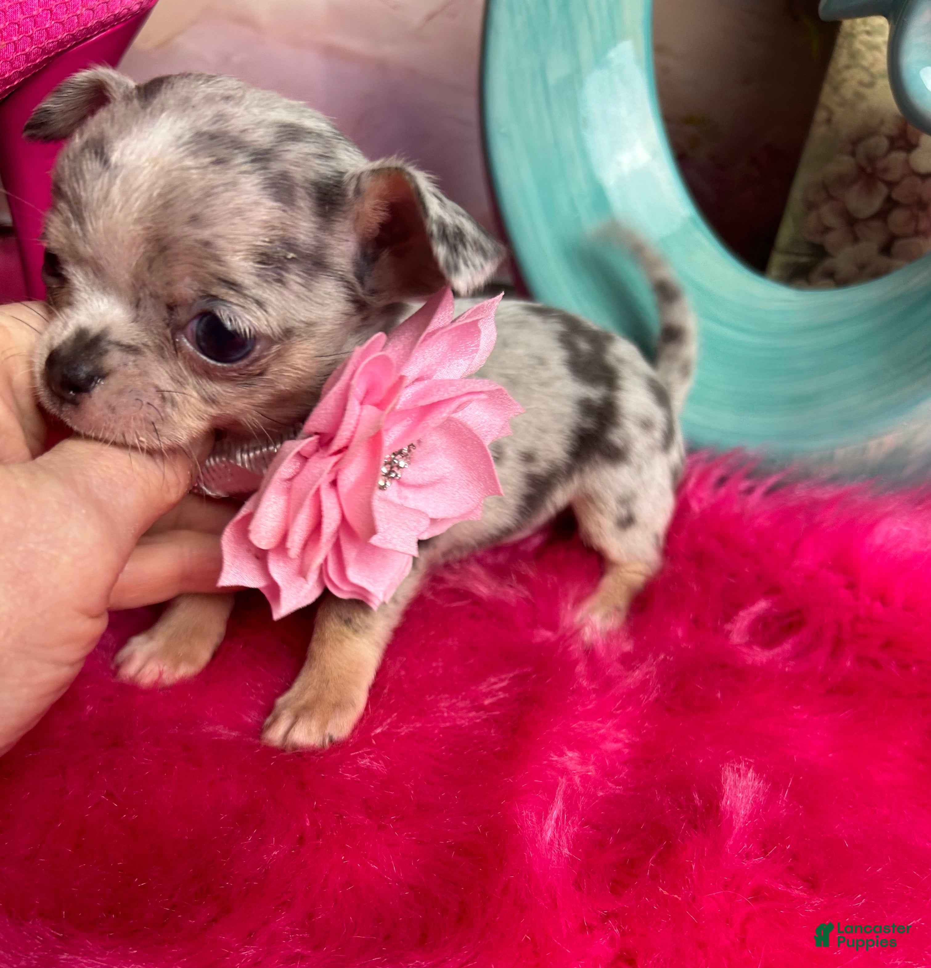 Chihuahua dogs Debs California Chihuahuas   - Ad 2