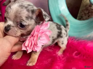 Chihuahua dogs Debs California Chihuahuas - Ad 2