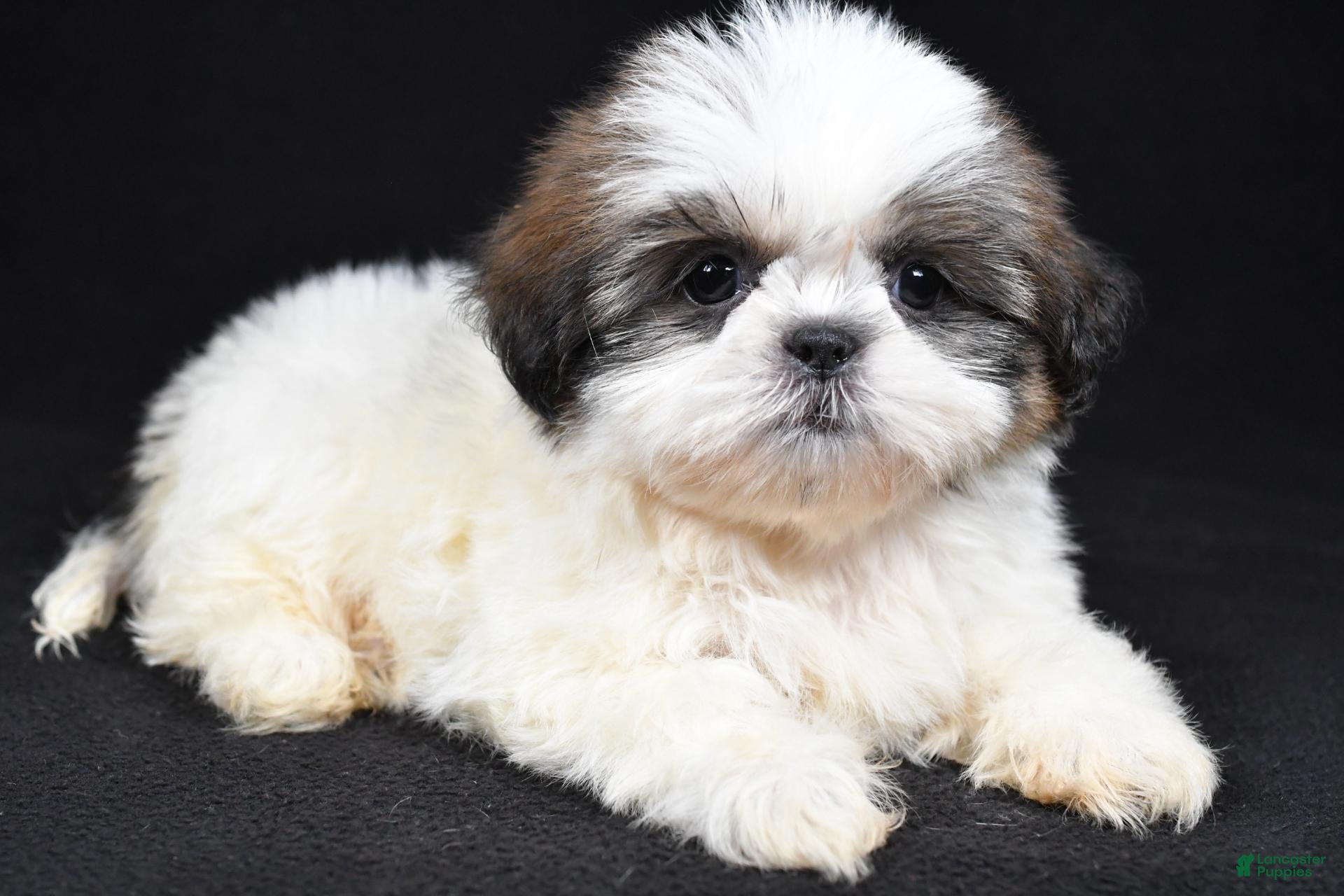 Shih Tzu dogs Gracie - Ad 1