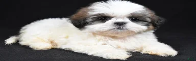 Gracie