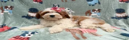 Cavapoo dogs for sale: Ember - Ad 10