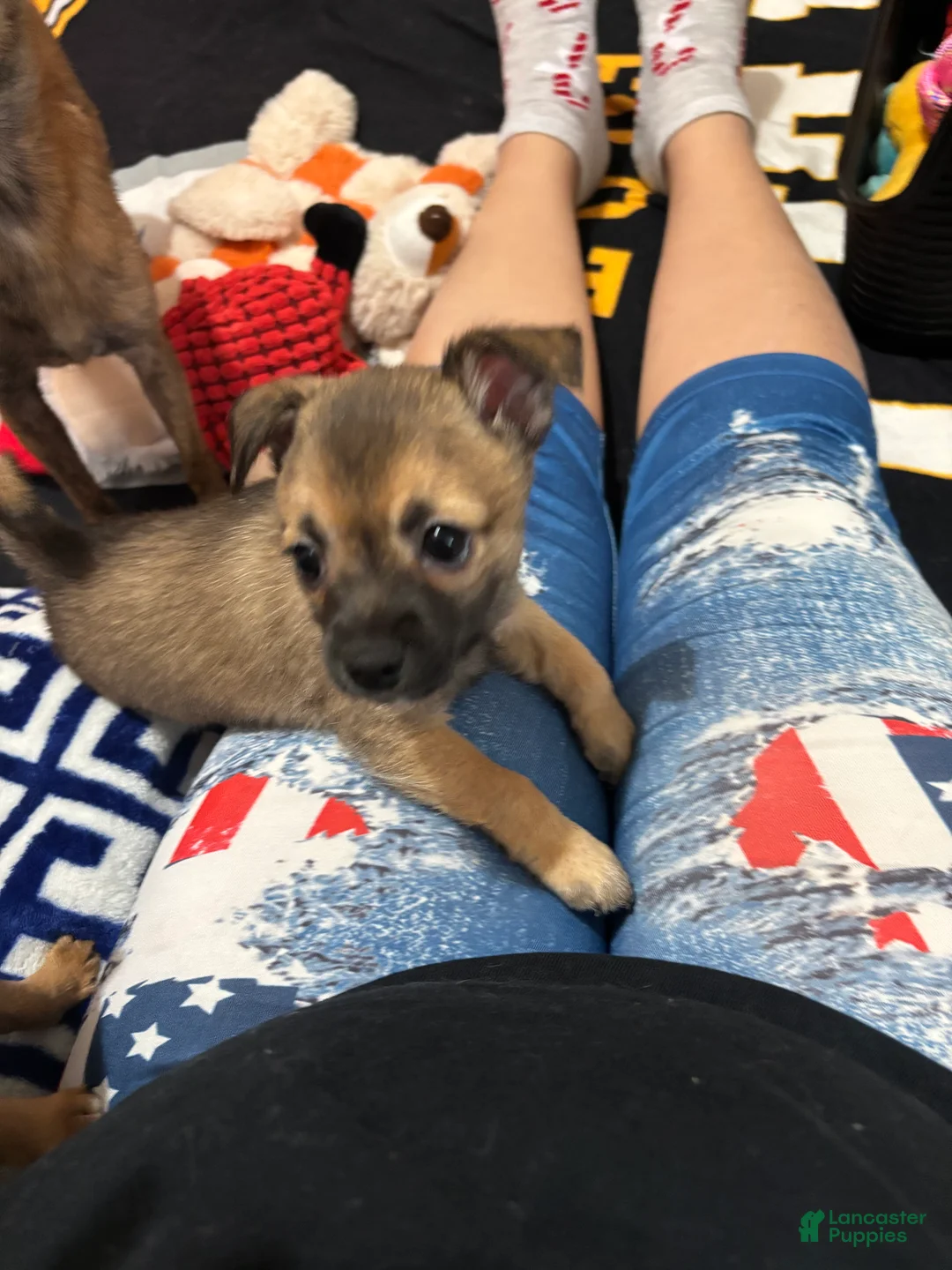 Chihuahua dogs for sale: Chihuahua Puppy 1 - Ad 14