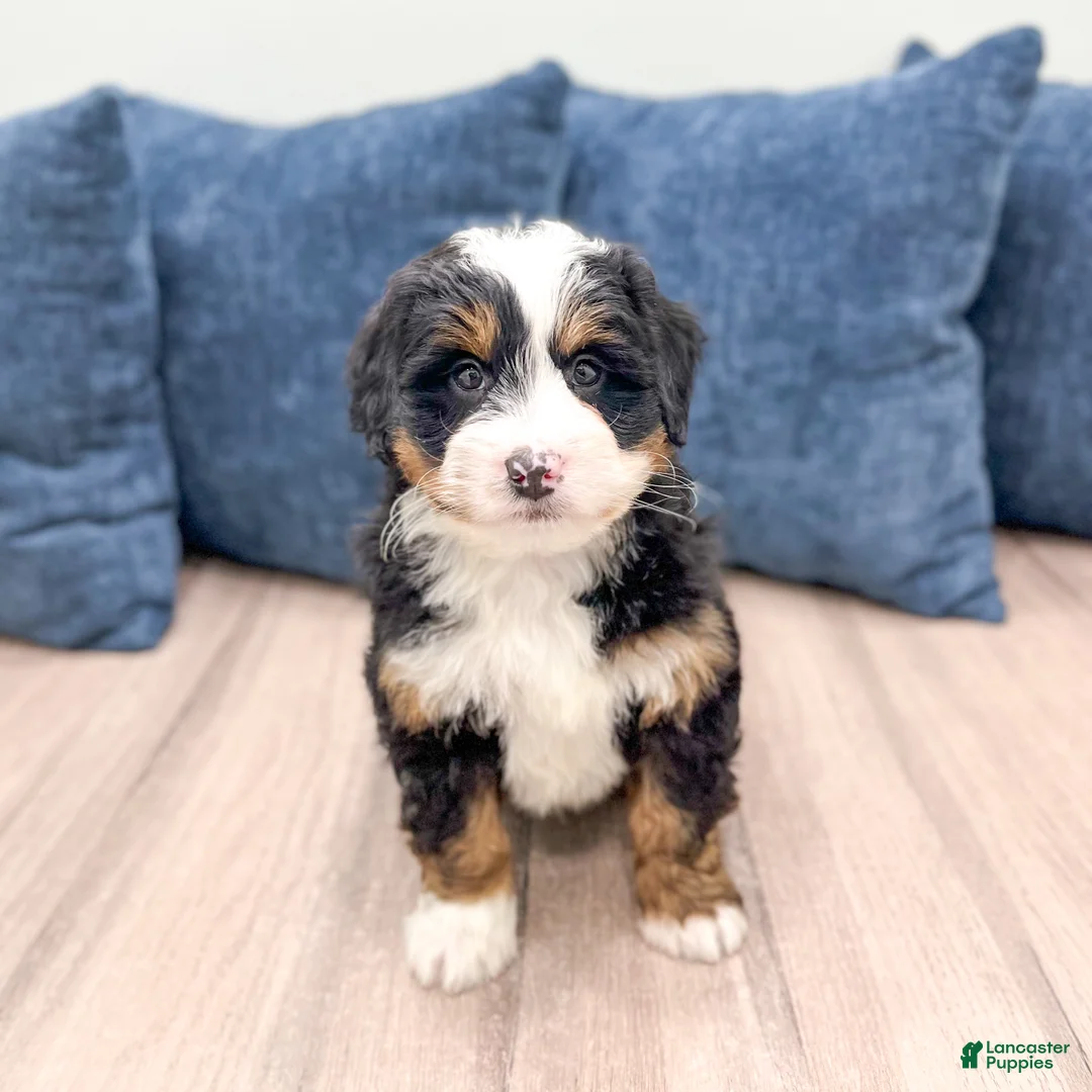 Mini Bernedoodle dogs for sale: Rusty - Ad 2