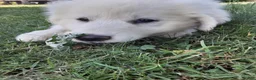 Great Pyrenees dogs for sale: Abilene - Ad 5