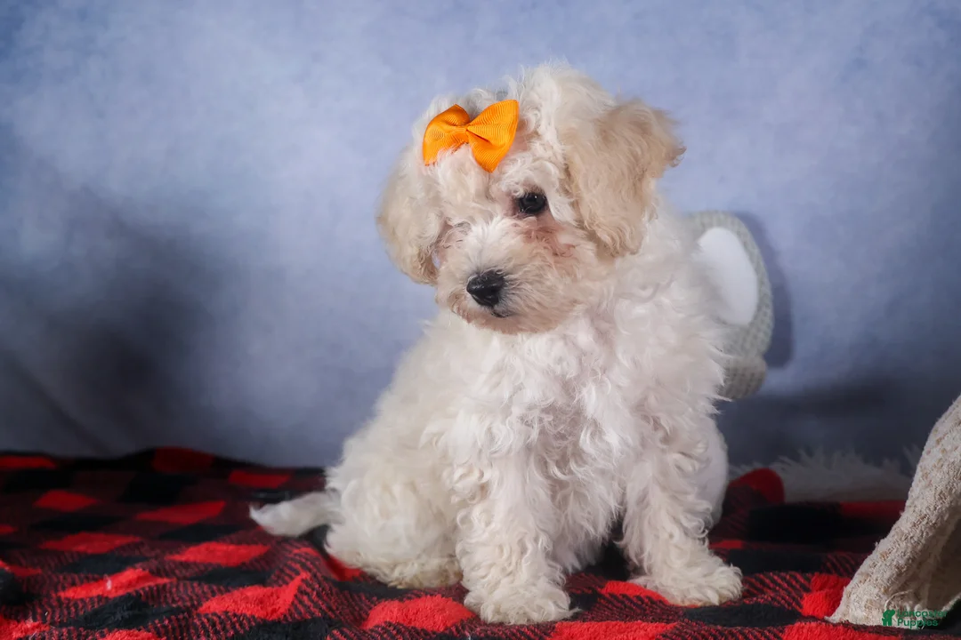 Bichon Frise dogs for sale: Darla - Ad 12