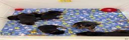 Rottweiler dogs for sale: Rottweiler 6 - Ad 3