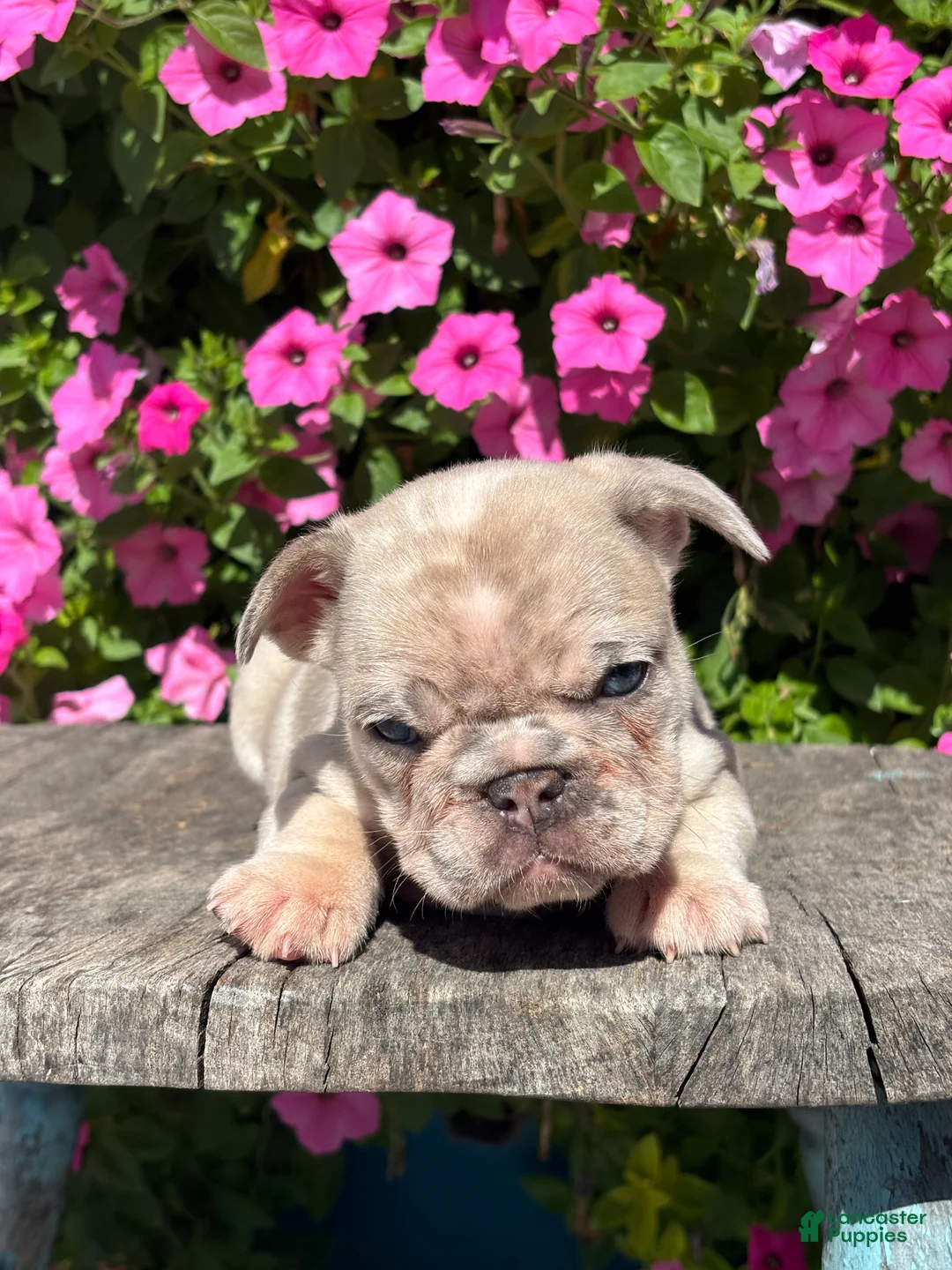 French Bulldog dogs for sale: Zendaya - Ad 3