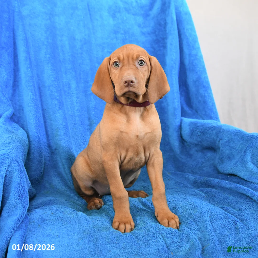 Vizsla dogs for sale: Star - Ad 2