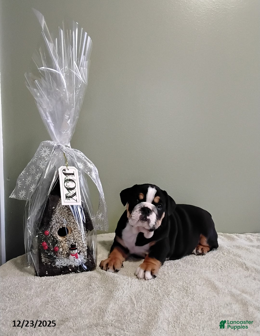 English Bulldog dogs for sale: Tyson - Ad 1