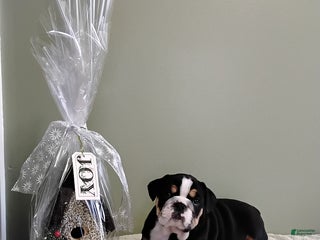 English Bulldog dogs Tyson - Ad 31
