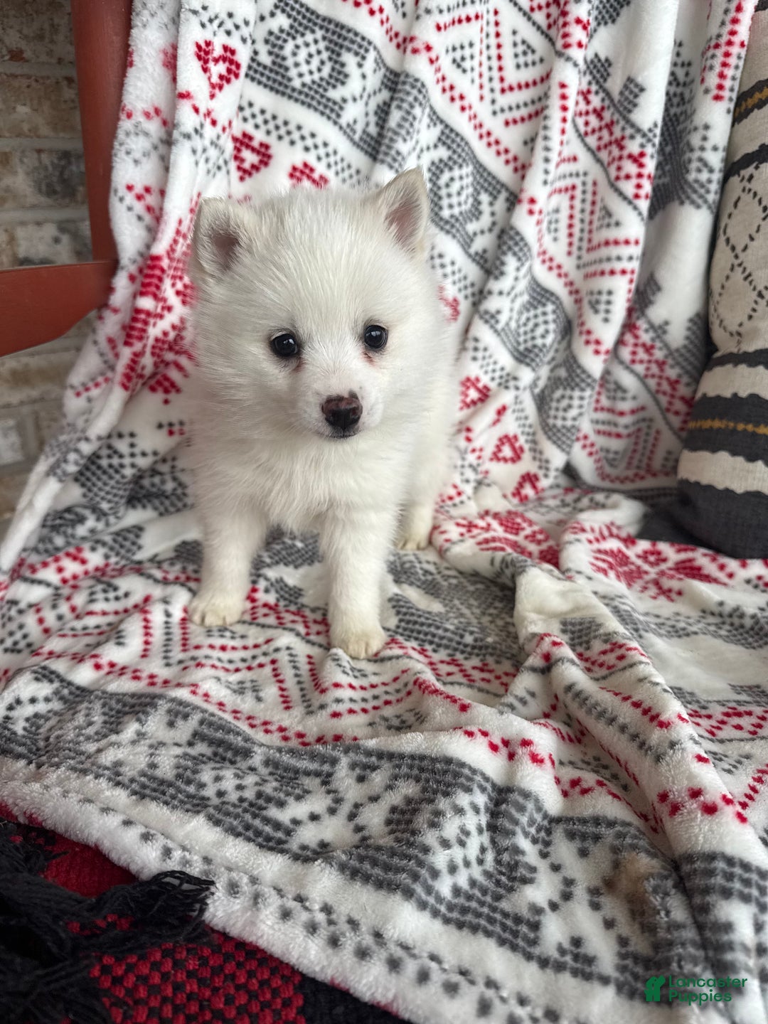 Pomsky dogs for sale: Lady - Ad 3